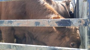 Скотный рынок Манас 24 июня