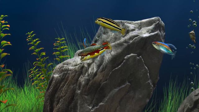 Dream Aquarium First Video смотреть онлайн