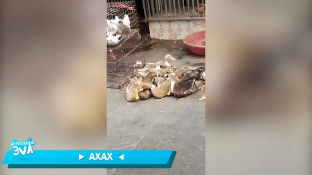 утка ржёт смотреть онлайн