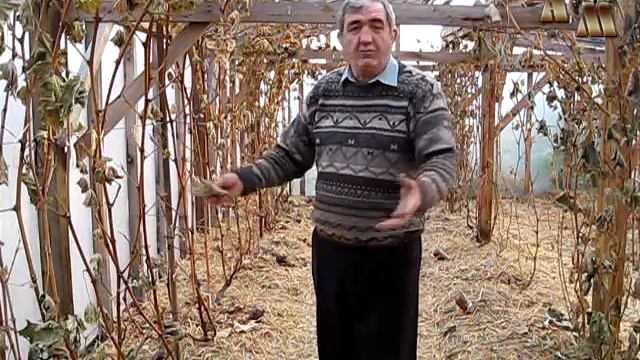 ? Первые осенние заморозки на винограднике смотреть онлайн