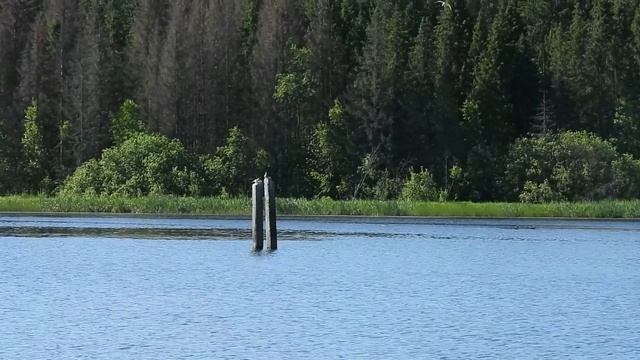 №2352 26 06 2022 Речные крачки смотреть онлайн