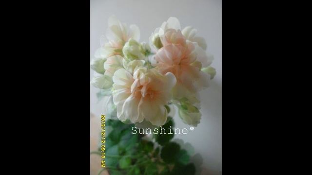 Pelargonium Ludwigsburger Flair 1 펠라고늄 루윅스버거플레어 смотреть онлайн