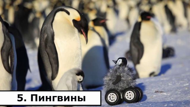 10 удивительных фактов о том, как спят животные смотреть онлайн
