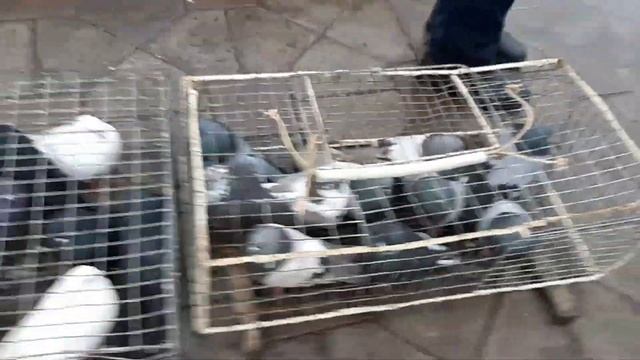 Цены, интересные породы голубей на выставке в Шахтерске ДНР. Николаеские голуби. смотреть онлайн