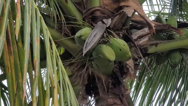 Cutting off coconuts from a palm tree in Florida смотреть онлайн