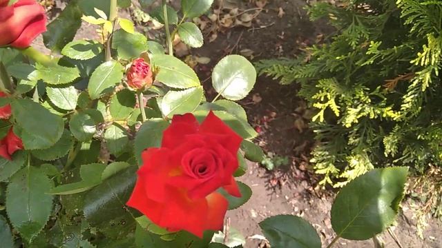 Мой горшечный садик, прогулка по саду Видео №139 смотреть онлайн