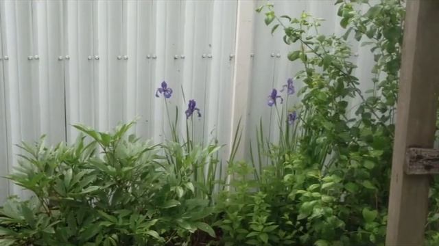 Прогулка по саду с Владом и Ольгой Фео! смотреть онлайн