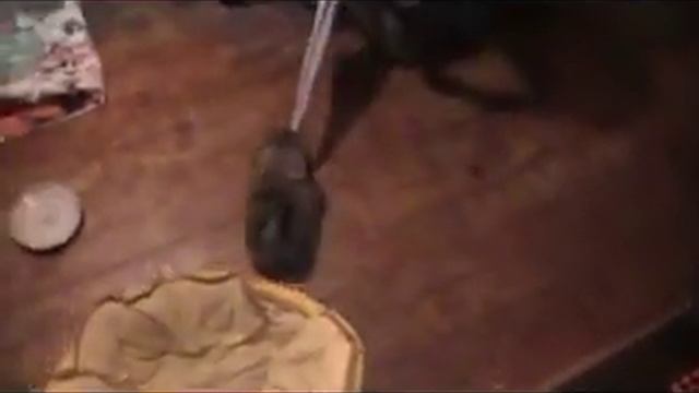 8 week old pekingese playing tug-o-war смотреть онлайн