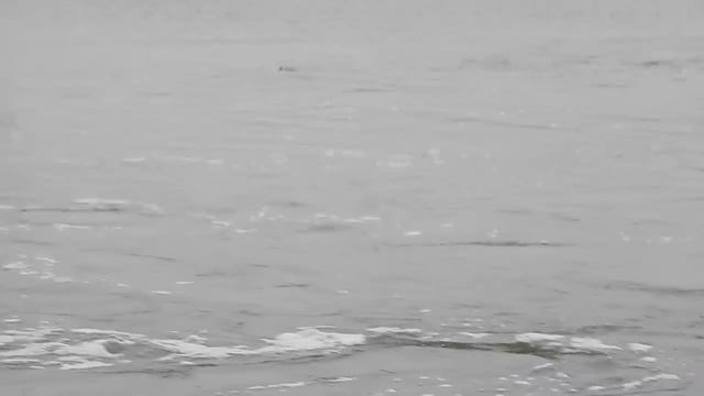 Кораблик. Ока. Октябрь. Жерех. www.mvi-ship.ru смотреть онлайн