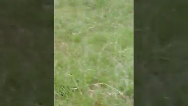 Высокая трава смотреть онлайн