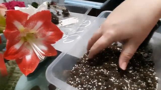 Оксалис. Мадам Батерфляй. Бабочка. Кислица. смотреть онлайн