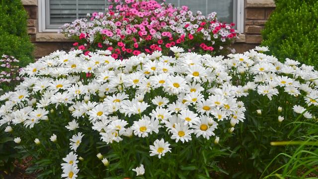 Plant Of The Day: July 24 - July 30 (Now 35% Off) смотреть онлайн