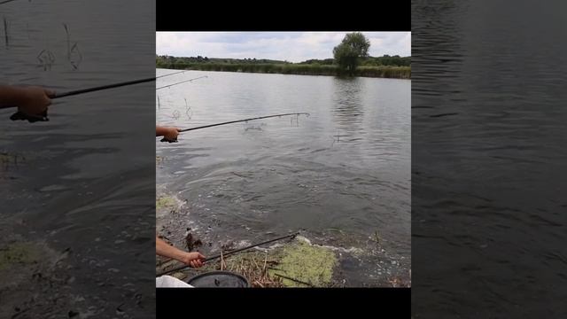 бешеная селедка! белый амур #рыболов #рыбалкаскарпятником смотреть онлайн