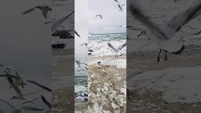 Одесса-море-позитив-морж-фото Николая Винчагова смотреть онлайн