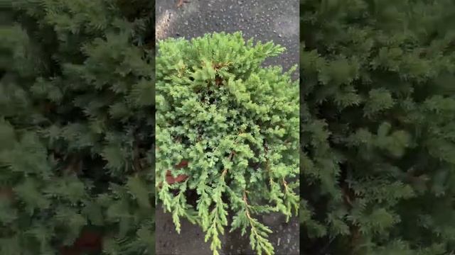 Можжевельник лежачий Nana (Нана) обзор смотреть онлайн