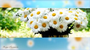 Гузель Уразова  Ромашкалар