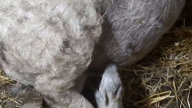 ОПОРОСЫ СВИНЕЙ. ВЕНГЕРСКАЯ МАНГАЛИЦА смотреть онлайн