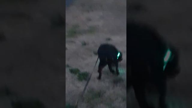 Ротвайлер смотреть онлайн