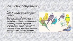 Попугаи, канарейки природоведение 6 кл.mp4
