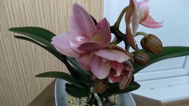 ВАЖНО орхидеи "ЖИРУЮТ" от ВЛАЖНОСТИ! ТОЛСТЫЕ корни и НАЛИТЫЕ бутоны ПОЯВЯТСЯ! орхидеи ОЖИВУТ в миг! смотреть онлайн