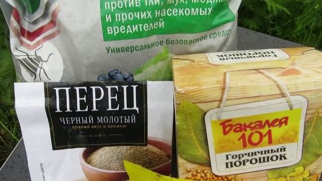 Капуста- 2017. Мой первый опыт и урожай! смотреть онлайн