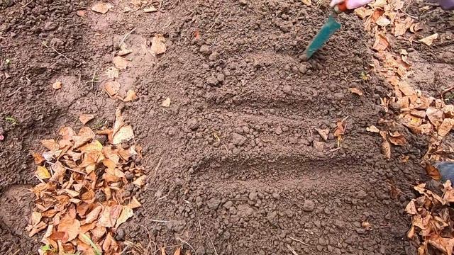 Правильный посев семян, цветов и овощей под зиму. Посадка осенью под зиму смотреть онлайн