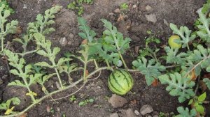 Как пасынковать арбузы