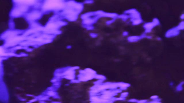 Reef Tank Update - Fish Tank Co смотреть онлайн