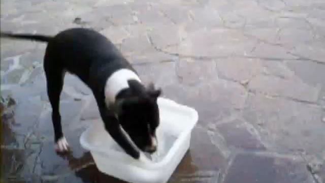 American Staffordshire e Lupo Italiano смотреть онлайн