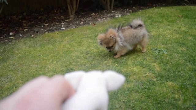 Pomeranian small Spitz 4 months/Померанский карликовый Шпиц 4 месяца/ смотреть онлайн