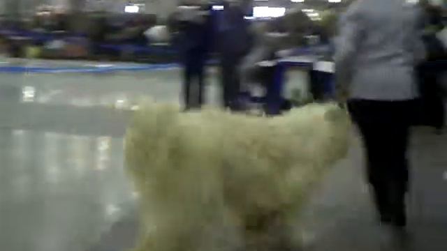 Евразия-2011 26 марта - южнорусские овчарки смотреть онлайн