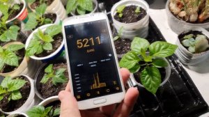 Роль света в росте перца. Перец на окне и под лампами. Наглядный эксперимент. Carolina reaper red.