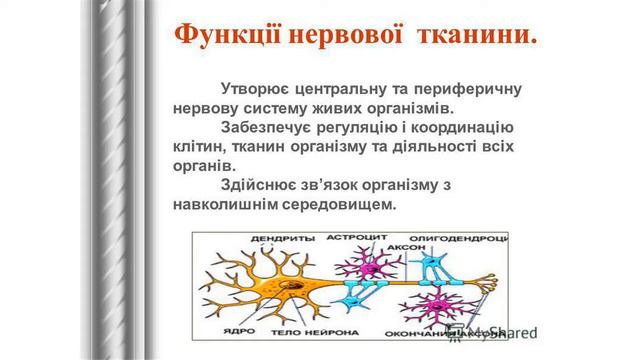 Зарубіна Світлана Пилипівна. Тканини. Органи. Системи органів. Біологія. 8 клас. смотреть онлайн