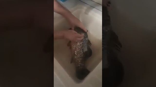 как быстро почистить рыбу смотреть онлайн