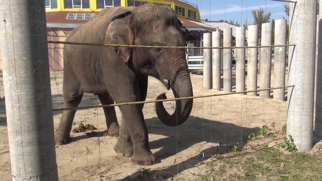Слон. Ростовский зоопарк смотреть онлайн