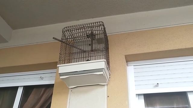 Канарейка учит петь воробья смотреть онлайн