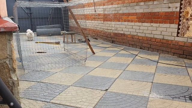 Стрижка собак до и после белый шпиц и сцикун йорчик))) смотреть онлайн