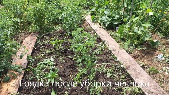 Урожай чеснока. Подготовка к хранению. смотреть онлайн