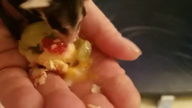 Eli PP Parker having a snack смотреть онлайн