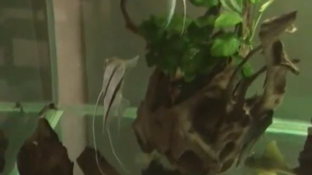 Скалярия The Angelfish Pterophyllum scalare смотреть онлайн