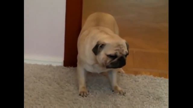 Приколы с животными МОПС Funny animals смотреть онлайн