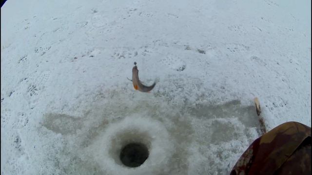 Дон-ты ноябрь. Куча окуня. Первый лед. смотреть онлайн