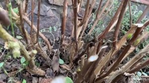 Крупнолистная Гортензия.Уже открывать?Самое опасное время для гортензии?