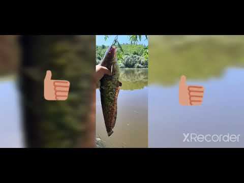 Ловля сома на донку!!! Руки дрожали!!!