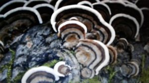 Траметес  разноцветный: лечебные свойства и противопоказания.