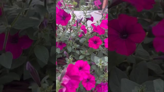 Петуния Тайдал Вейв Черри смотреть онлайн