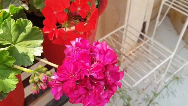 Geranium Plant Care || How to Grow and Care Geranium || Fun Gardening смотреть онлайн