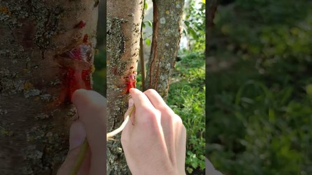 Смола на дереве. Кто угадает что это за дерево? смотреть онлайн