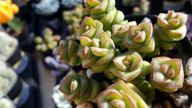 Толстянка: группы и виды с фото и описанием