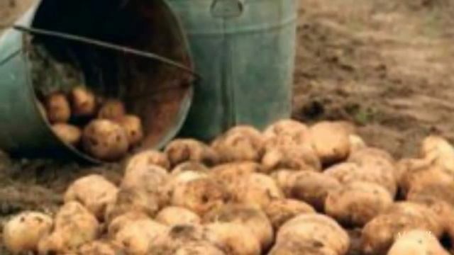 Картошечка-картошка.mp4 смотреть онлайн